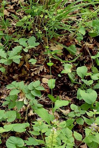 Bupleurum longifolium subsp. longifolium