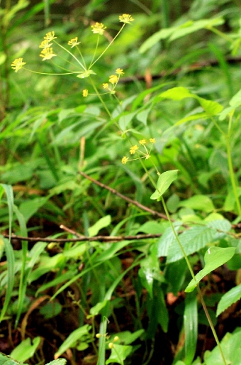 Bupleurum longifolium subsp. longifolium