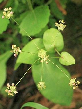 Bupleurum longifolium subsp. longifolium