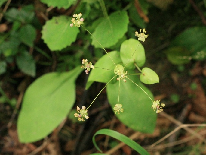 Bupleurum longifolium subsp. longifolium