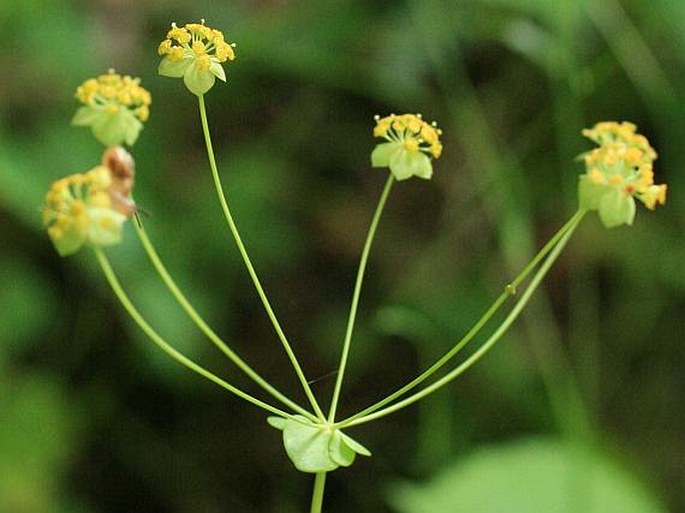 Bupleurum longifolium subsp. longifolium