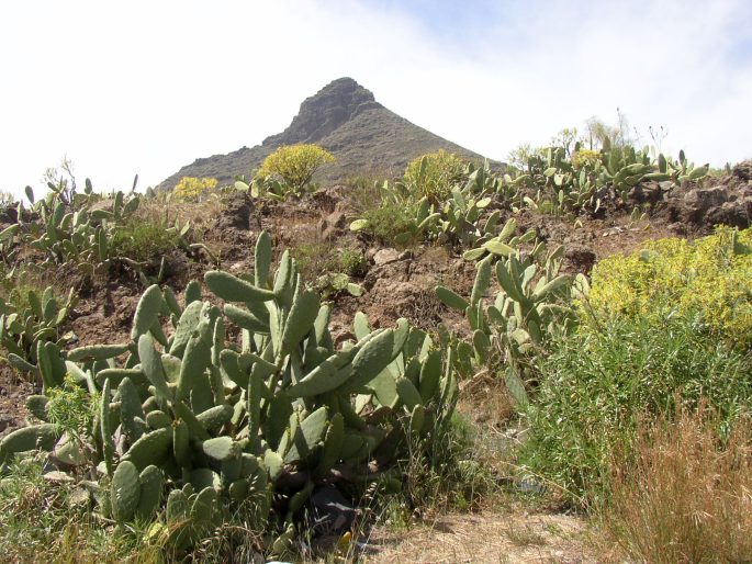 Tenerife