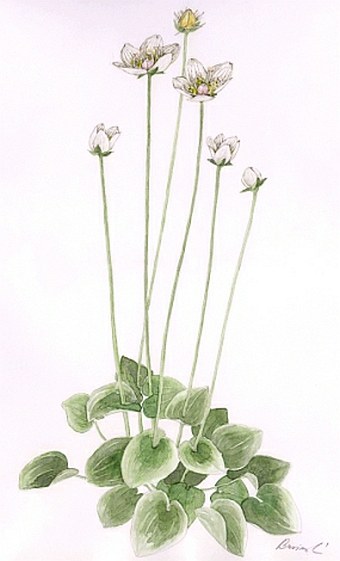 Soutěž Nejlepší botanická ilustrace roku 2011 - Lída Businská