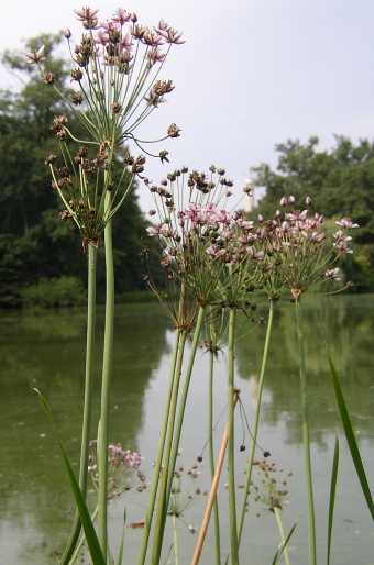 Butomus umbellatus