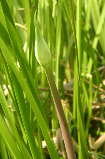 Butomus umbellatus