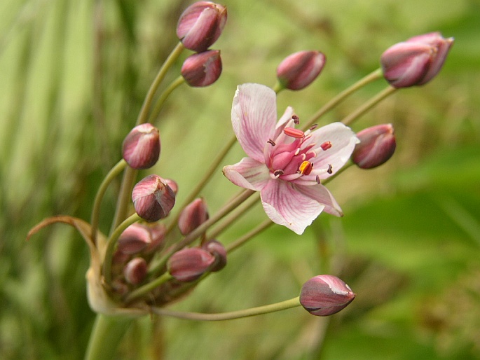 Butomus umbellatus