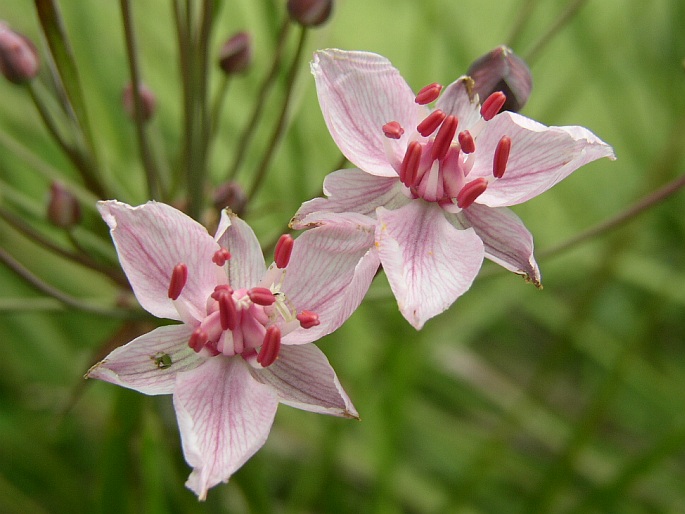 Butomus umbellatus