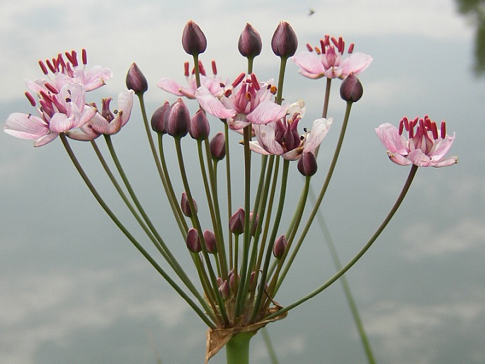 Butomus umbellatus