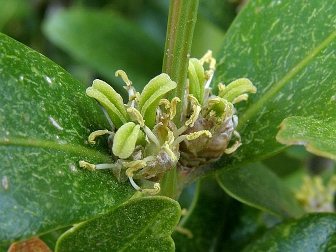 Buxus balearica