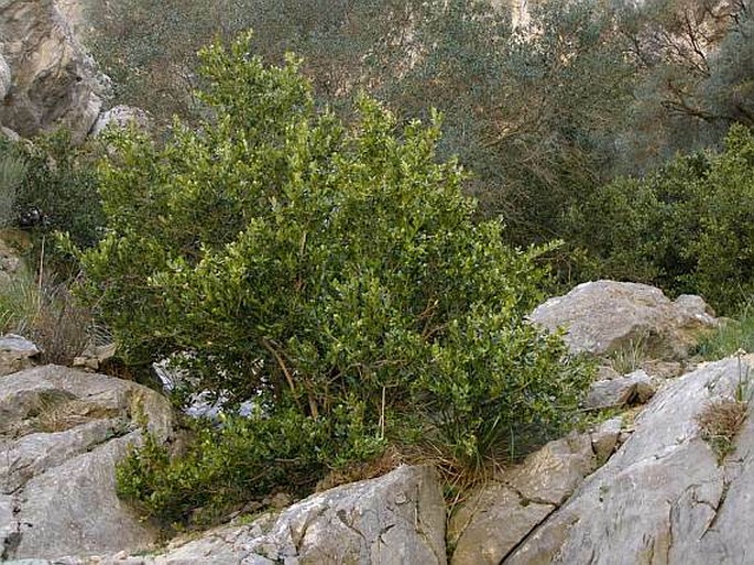 Buxus balearica