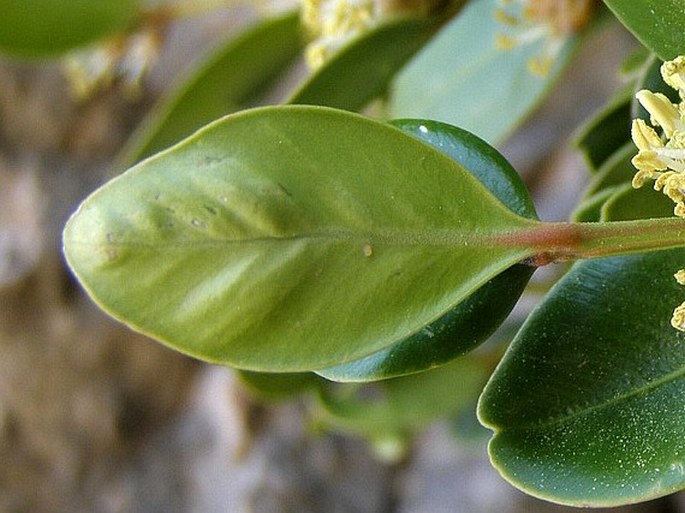 Buxus balearica