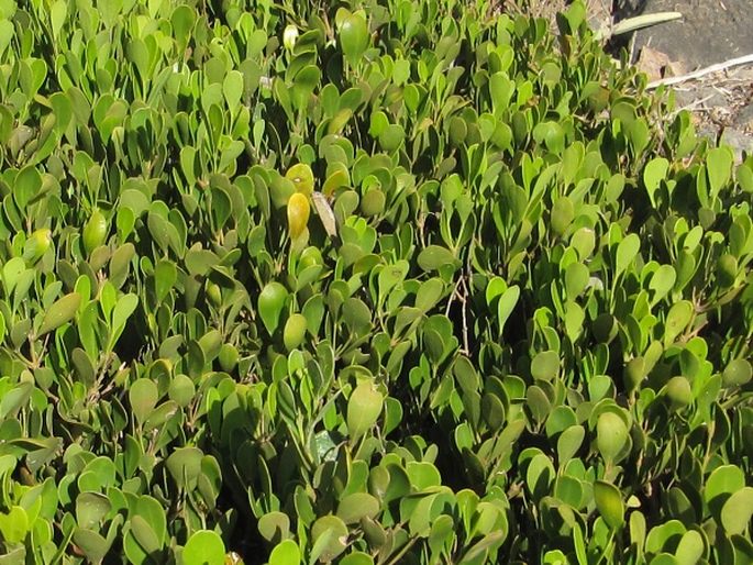 Buxus hildebrandtii