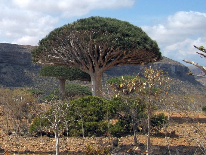 Buxus hildebrandtii