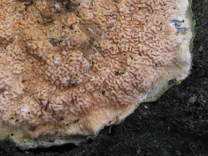 Byssomerulius corium