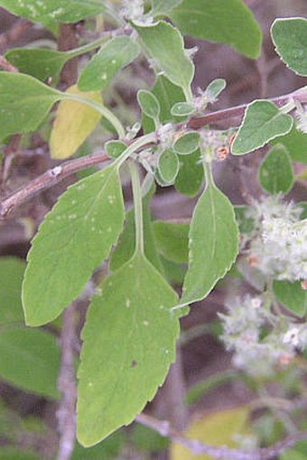 Bystropogon origanifolius