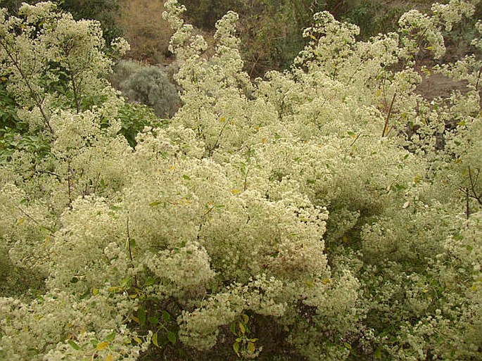 Bystropogon origanifolius