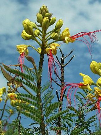 Caesalpinia gilliesii