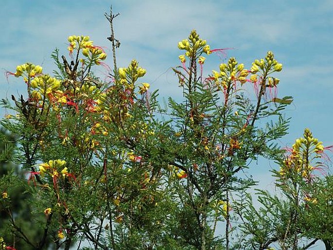 Caesalpinia gilliesii