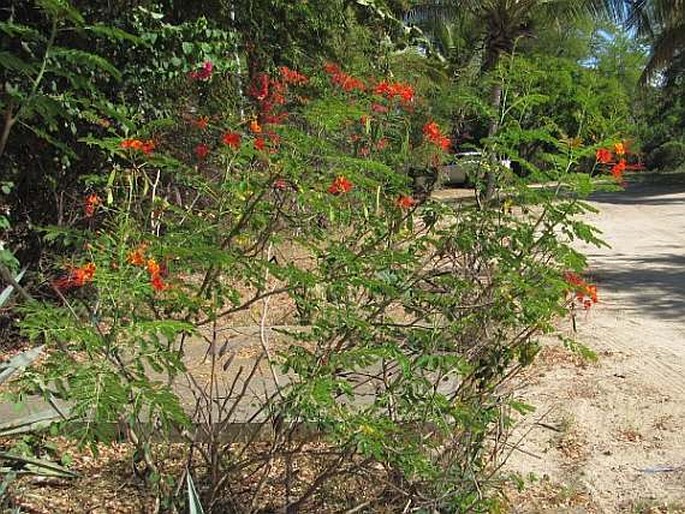 Caesalpinia pulcherrima