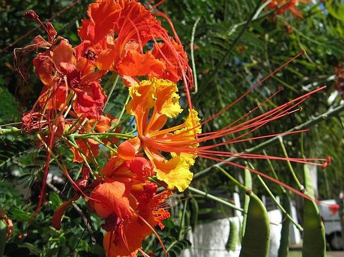 Caesalpinia pulcherrima