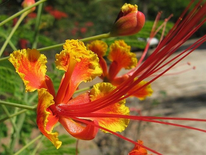 Caesalpinia pulcherrima