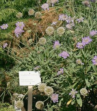 Orto Botanico dell'Università della Calabria