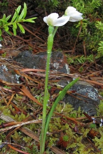 Caladenia lyallii