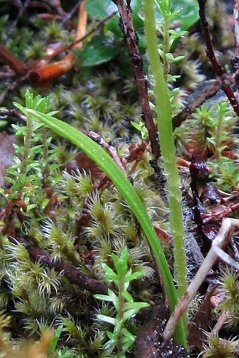 Caladenia lyallii