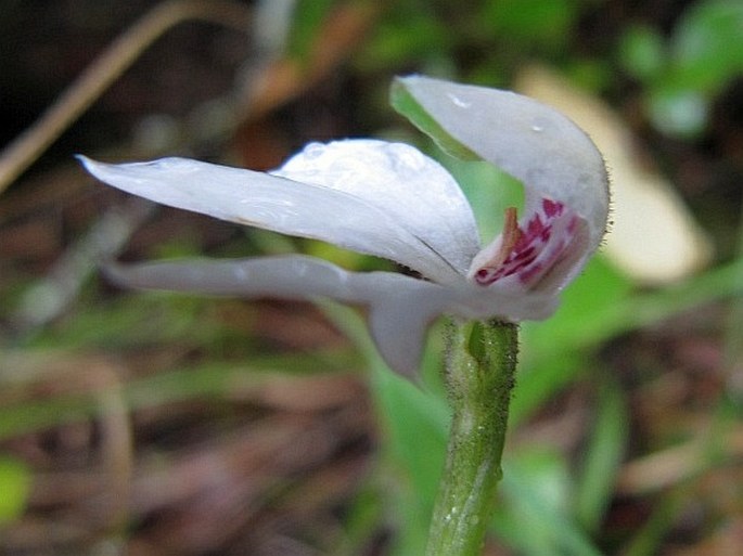 Caladenia lyallii