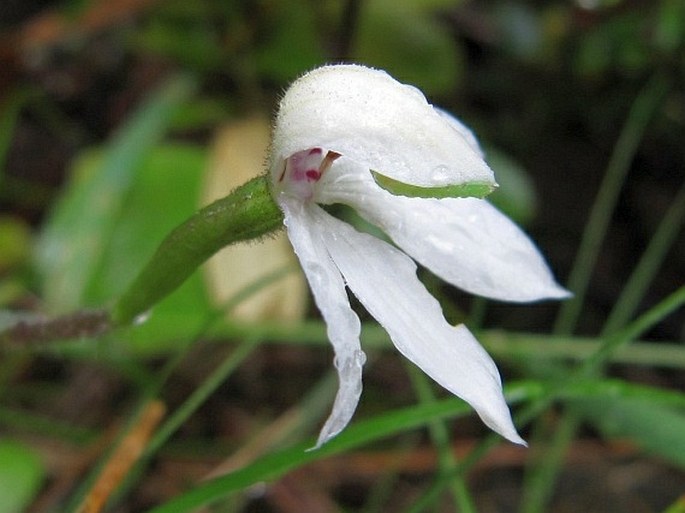 Caladenia lyallii