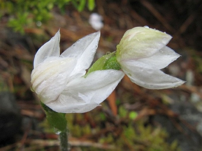 Caladenia lyallii