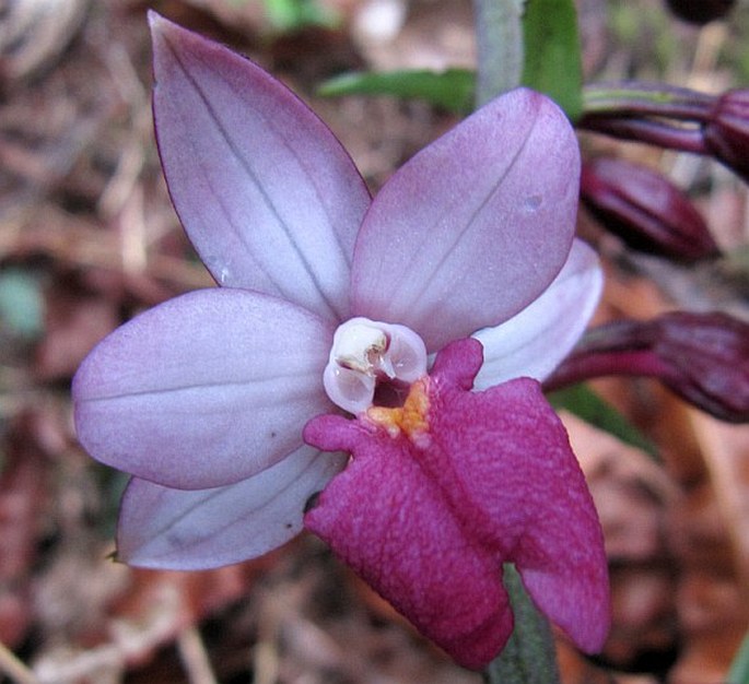 CALANTHE SYLVATICA (Thouars) Lindl.