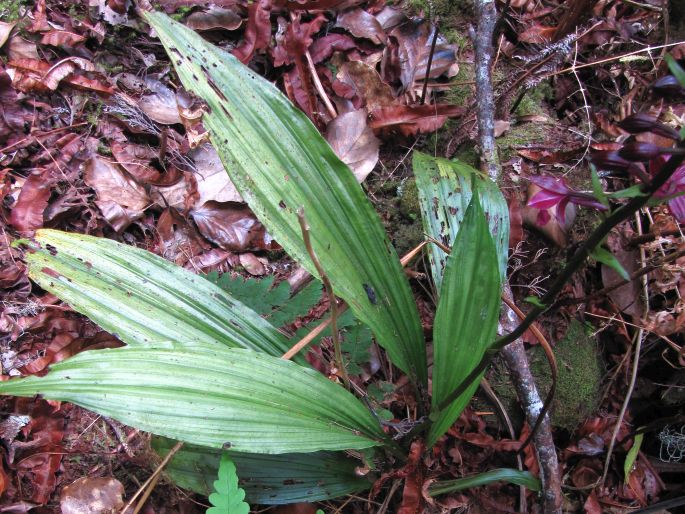 Calanthe sylvatica