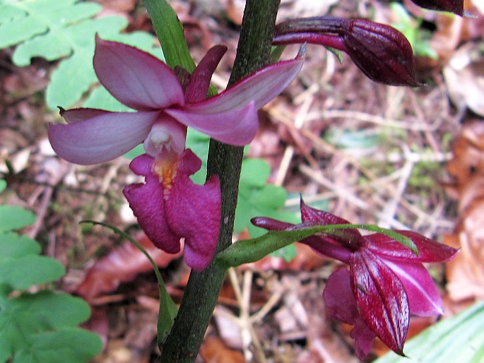 Calanthe sylvatica