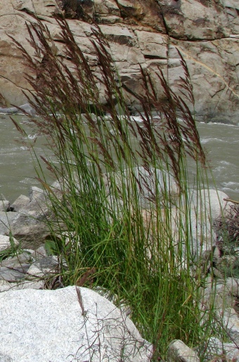 Calamagrostis pseudophragmites