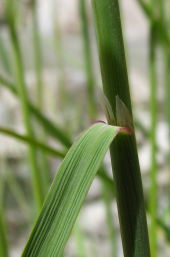 Calamagrostis pseudophragmites