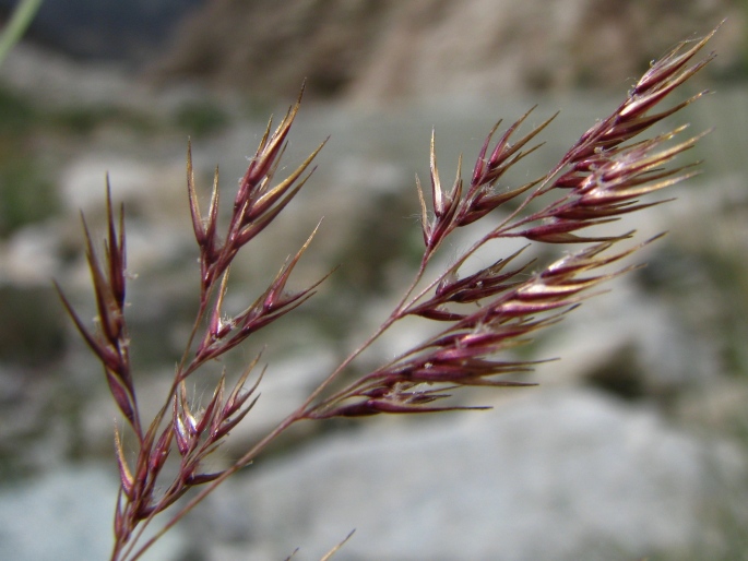 CALAMAGROSTIS PSEUDOPHRAGMITES (Haller fil.) Koeler – třtina pobřežní / smlz patrsťový