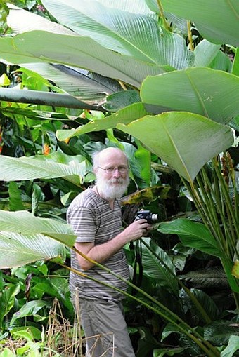 Calathea lutea