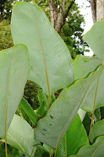 Calathea lutea