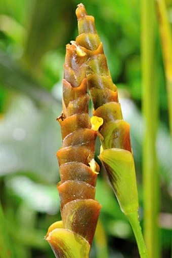 Calathea lutea