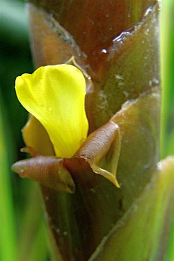 Calathea lutea