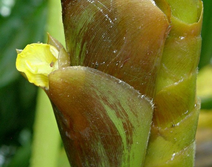 Calathea lutea