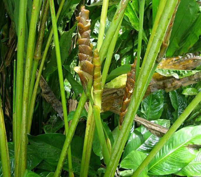 Calathea lutea