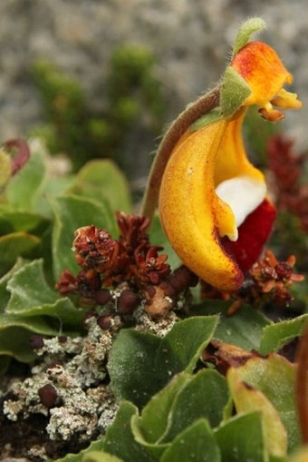 Calceolaria uniflora