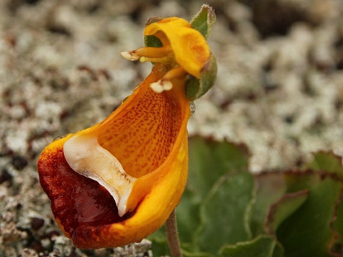 Calceolaria uniflora