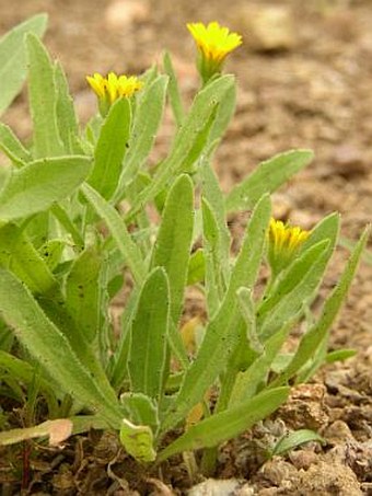 Calendula arvensis