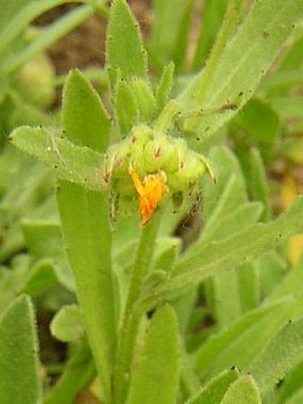 Calendula arvensis