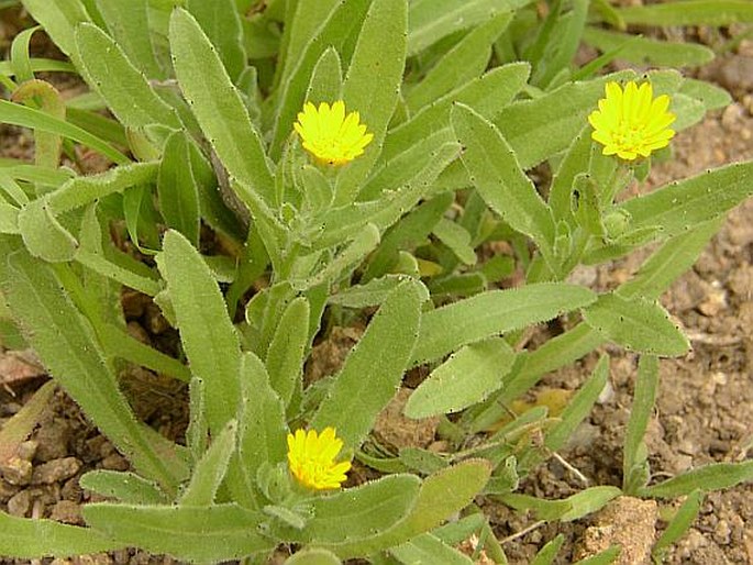 Calendula arvensis