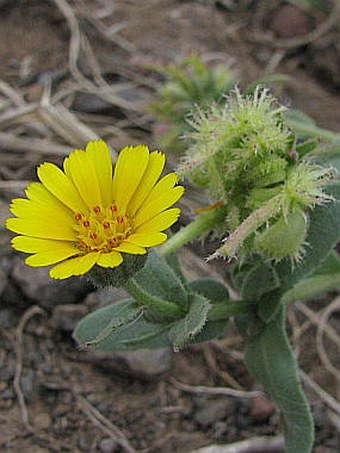 Calendula maderensis