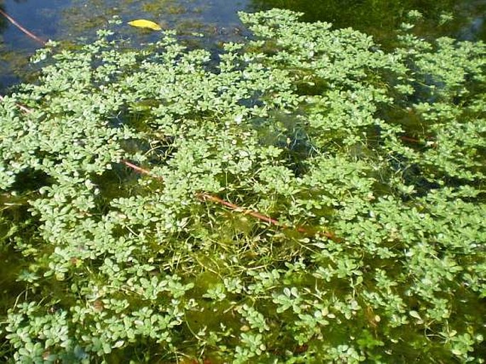 Callitriche hamulata